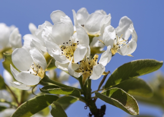 spring pear blossom